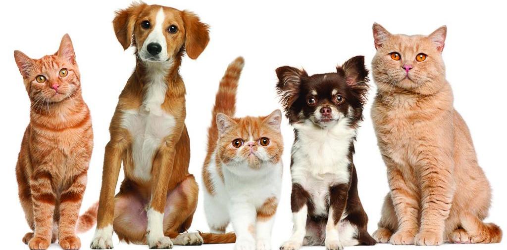 Доска объявлений о животных | ЗооТом - продажа, вязка и услуги для животных в Мысках