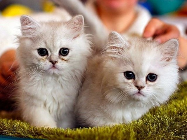 Породы кошек в Мысках | ЗооТом портал о животных