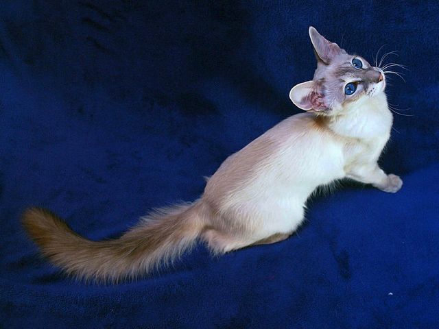 Выведенные породы кошек в Мысках | ЗооТом портал о животных