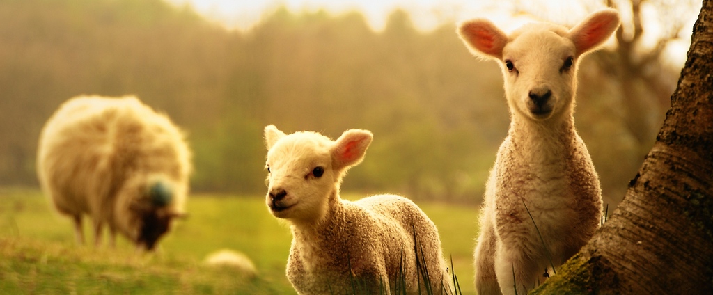 Объявления о сельскохозяйственных животных | ЗооТом - продажа, вязка и услуги для животных в Мысках