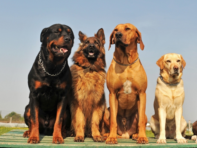 Крупные породы собак в Мысках | ЗооТом портал о животных