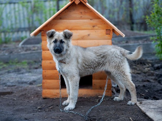 Все о собаках в Мысках